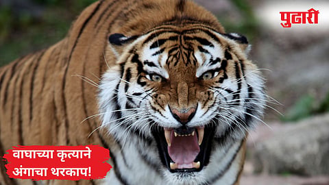 Chandrapur Tiger Attack