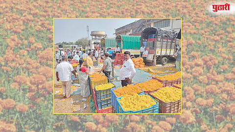 Marigold Flower Prices
