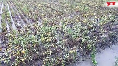 Soybean Low Prices