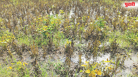 Farmer Subsidy