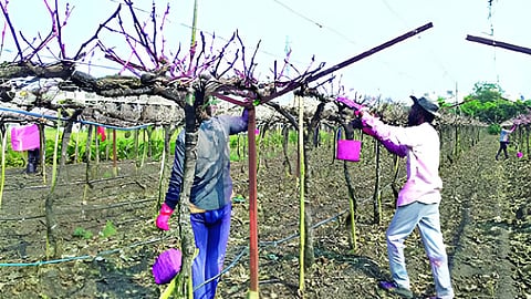 Grapes Growers