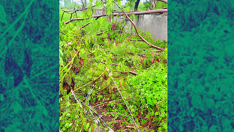 Kannada Taluka Rain
