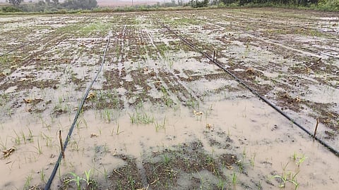 Nashik News |