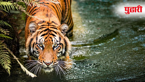 Chandrapur Tiger Attack