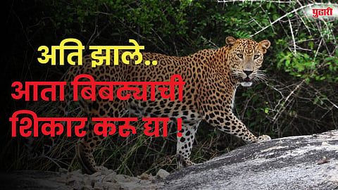 Leopard Attacks in Pune