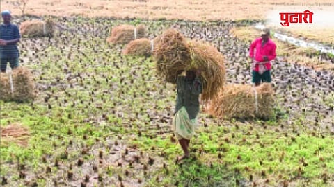 Raigad Unseasonal Rain : अवकाळी पावसामुळे रायगडात भातशेतीची कामे हातघाईवर