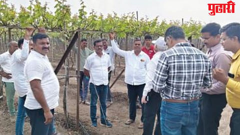 सततच्या पावसाने द्राक्षबागा उद्ध्वस्त