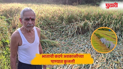 Rice Crop Destroyed : भाताची कडपे पाण्यात कुजली; गरवे पीकही आडवे झाले