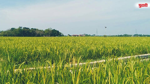 सततच्या अवकाळी पावसाने भातपिके धोक्यात