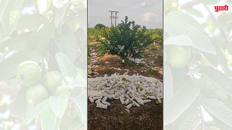 पेरूचे दर घसरले; शेतकऱ्यांचा तोट्यामुळे हवालदिल