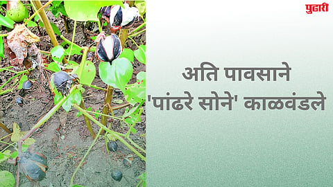 Cotton Crop Damage