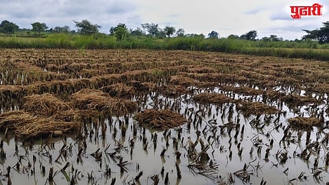 Chandrapur unseasonal rain crop damage