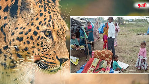 बिबट्यांमुळे ऊसतोड मजुरांच्या सुरक्षेचा प्रश्न ऐरणीवर