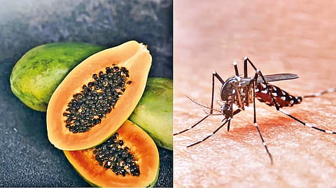 Best foods for dengue patient recovery