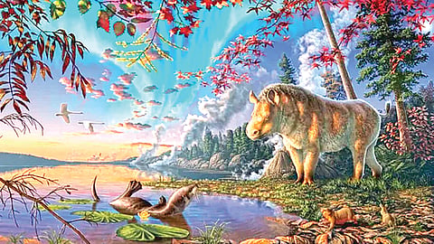 Rhinoceros Fossil