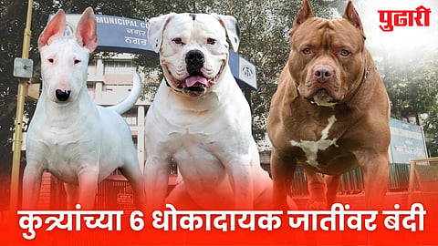 Dog Ban