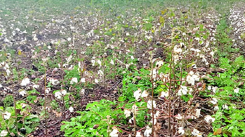 Jalna Rain Damage