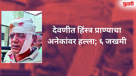 देवणीत हिंस्त्र प्राण्याचा अनेकांवर हल्ला; ६ जखमी