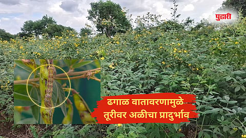 Tur Crop Damage