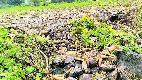 Jalna Rain Damage