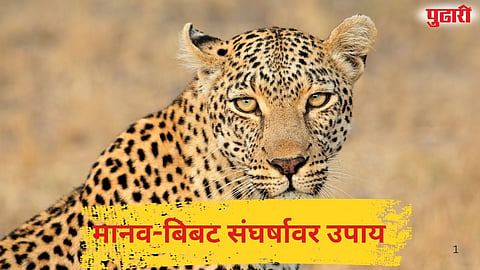 Leopard Human Conflict