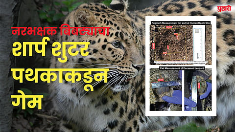 शेवटी नरभक्षक बिबट्याचा अंत; शार्प शूटर पथकाची अचूक कारवाई