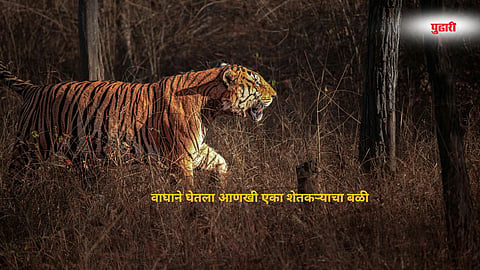 Tiger kills farmer Chandrapur