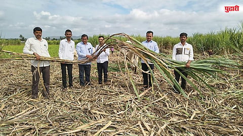 काठापूरच्या शेतकऱ्याचा विक्रम! एका उसाला तब्बल ४५ ते ५० कांडे