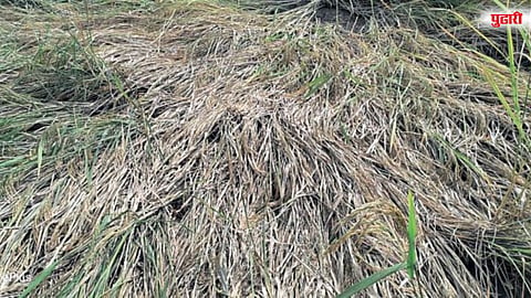 रानडुकरांच्या हल्ल्यामुळे भातपिकांचे मोठे नुकसान; शेतकऱ्यांकडून पंचनाम्याची मागणी