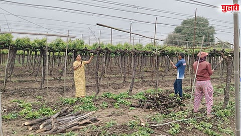 द्राक्षाला घडनिर्मिती न झाल्याने बागायतदार हवालदिल