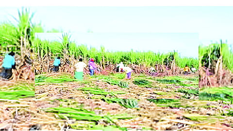 Nanded Farmer News