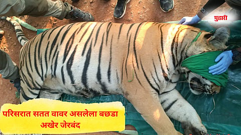 Tiger rescue operation