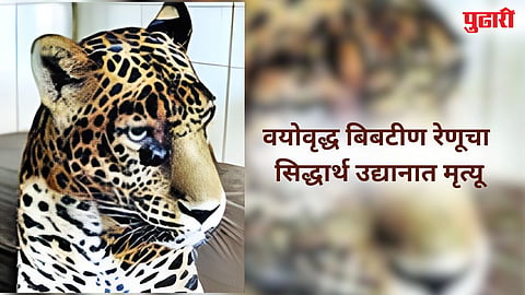 Renu leopard
