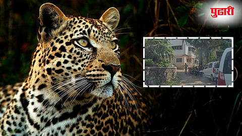 Kolhapur Leopard Attack