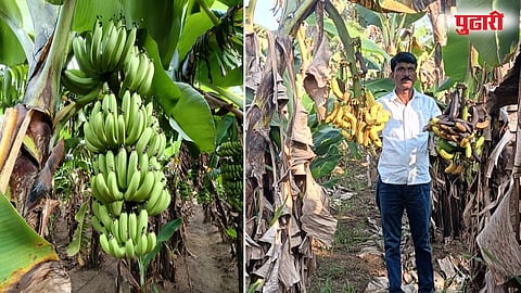Banana Prices
