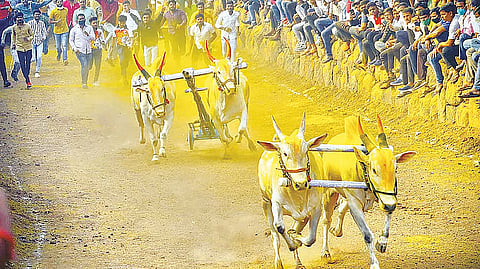 Bailgada Sharyat