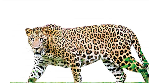Nagala Park Leopard Sighting