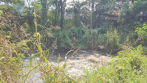 Camphor factory wastewater damage