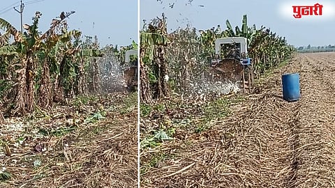 Shirol Banana farming loss