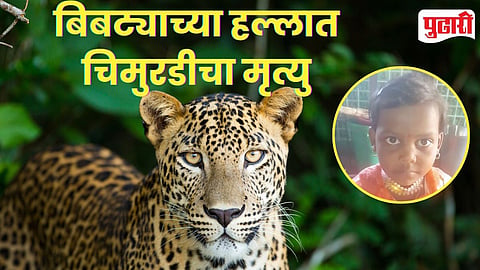 Leopard Attack