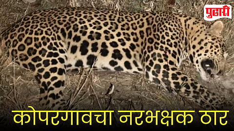 Leopard Killed