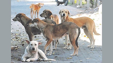 Stray Dog Reporting