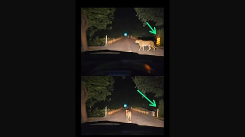 Leopard caution advisory
