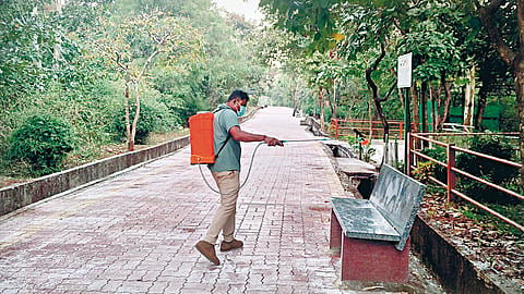 Belgaum News: हरणांचा मृत्यू जीवाणू संसर्गामुळेच