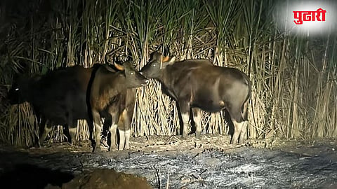 Indian Bison Attack