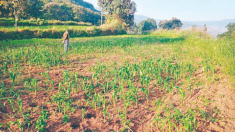 Satara News: नाणेगावात गव्यांचा उच्छाद; चार एकरातील शाळूचा फडशा