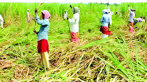 Sugarcane price