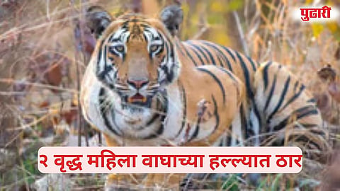 Deulgaon Tiger attack elderly women