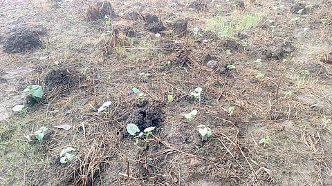 Agriculture losses