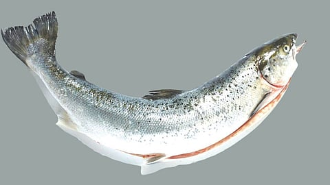 Fish market price hike